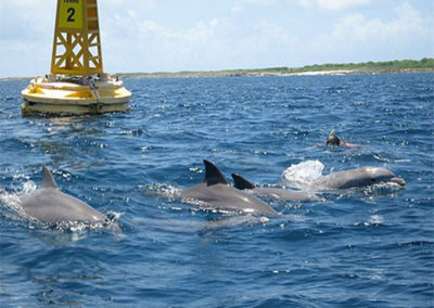 dauphins petite terre