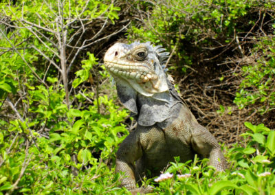 iguane--petite-terre