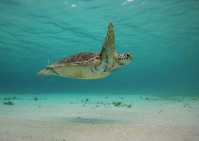 tortue marine